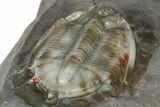 Basseiarges Trilobite - Jorf, Morocco #362811-4